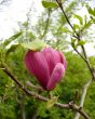 Magnolia Flower