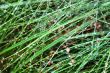 dewdrops