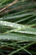 dewdrops