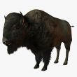 Bison 3D