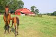 Horses