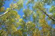 Indian summer