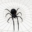 Black Widow Spider