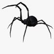 Black Widow Spider