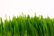 green grass isolated