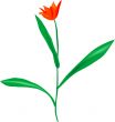 Red tulip