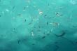 Fine fishes in azure water
