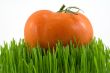 tomato on grass