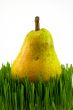 pear on grass