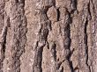 The bark of an Oak tree