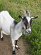 Goat on a pasture