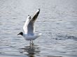 Flying up seagull