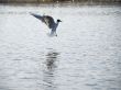  Wild seagull