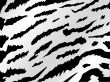 white tiger