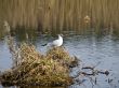 Seagull