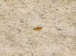Single butterfly