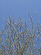Spring tree