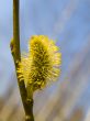  Yellow pussywillow