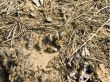 Forest bees