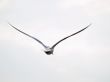 Free seagull