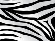 tiger design in black