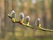 pussywillow
