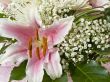 Lily flower
