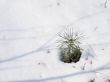 Pine in snow