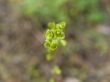 Spring plant