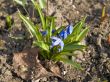Spring flowers