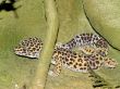Spotted lizard