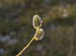 Yang pussywillow