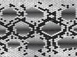 Snake skin in black and white