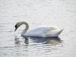 Swan