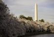 Cherry Blossoms underpinning Washington Monument