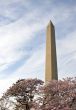 Washington Monument with branches of cherry blossom