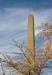 Washington Monument with a few cherry blossom branches
