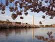 Cherry Blossoms framing Washington Monument