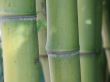 green bamboo close-up