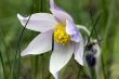 Spring flowers of Pulsatilla