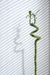 Stalk of green bamboo