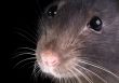 rat