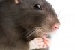 rat