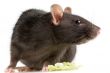 rat