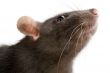 rat