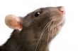 rat