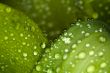 water drops
