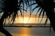 Pandanus Trees Sunrise