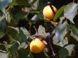 Apricot tree