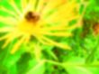 soft yellow flower